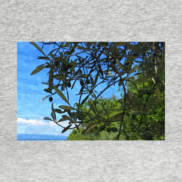 Olive Tree with Olives Mediterranean Coast Photo by OneLook